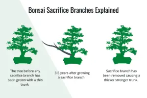 Bonsai Sacrifice Branches Explained