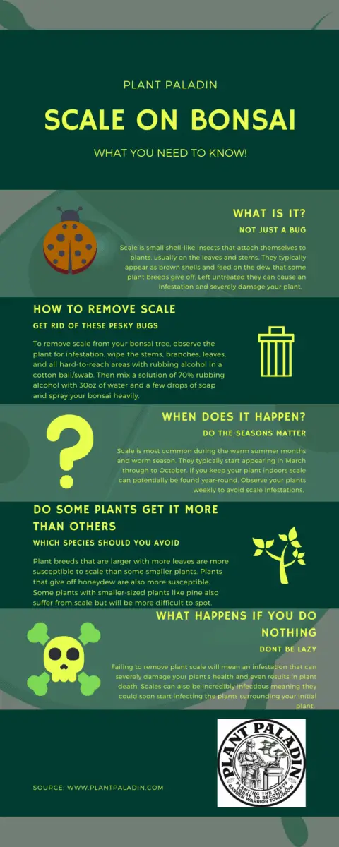 SCALE ON BONSAI infographic