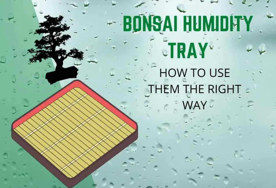 How to use bonsai humidity trays 