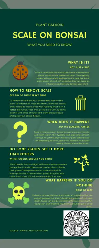Scale on bonsai infographic