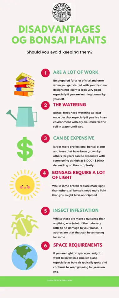 Disadvantages of bonsai plant infographic