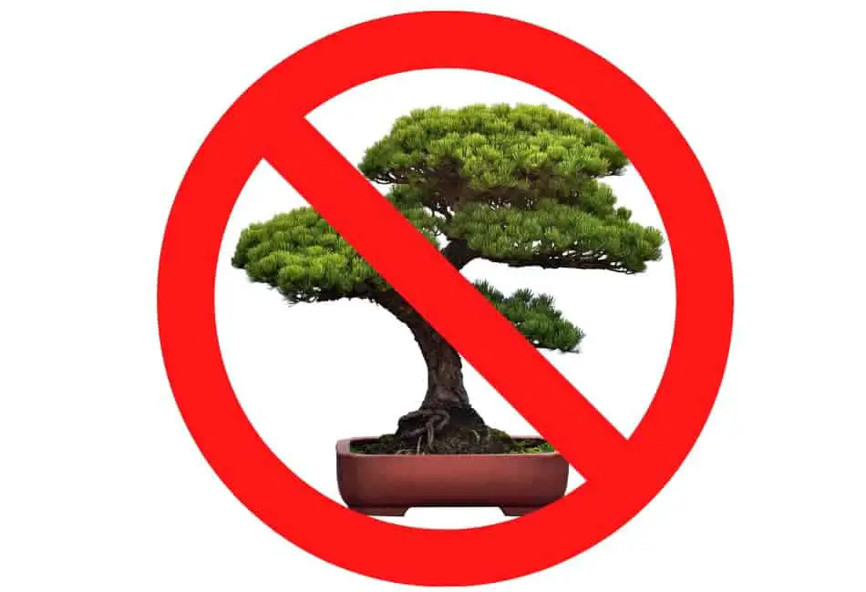 Disadvantages of bonsai plants