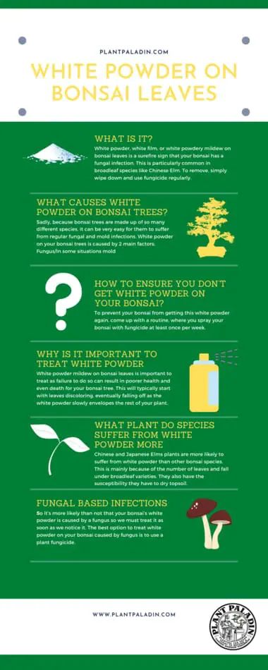White powder on bonsai leaves infographic