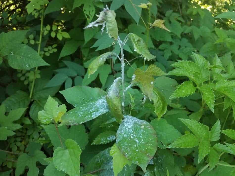 White powder on bonsai leaves