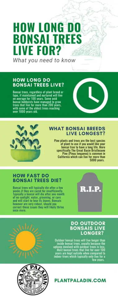 How long do bonsai trees live infographic