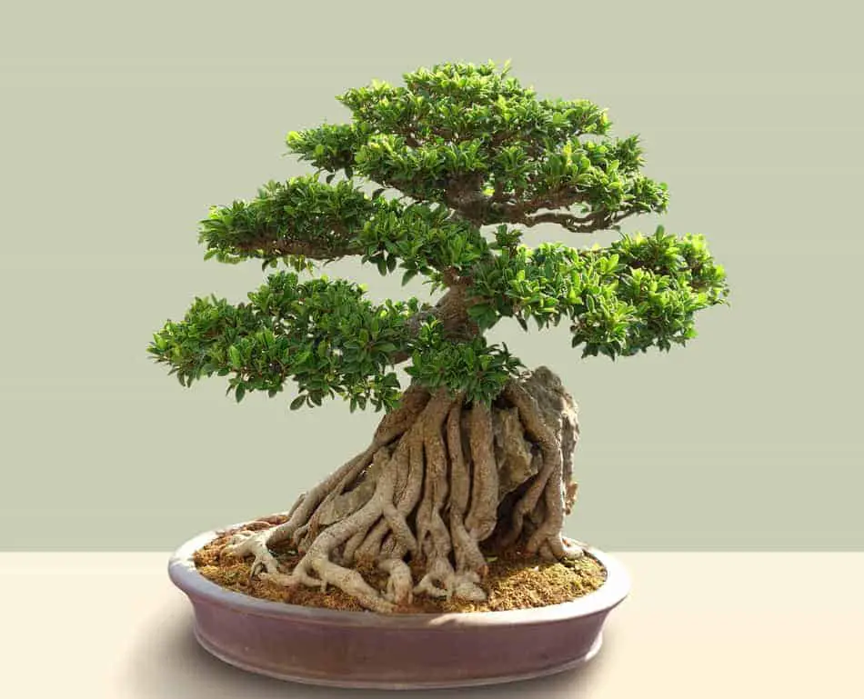how long do bonsai trees live?