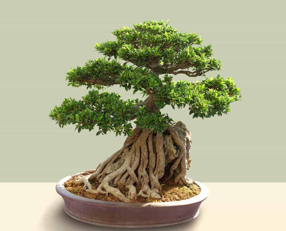 How Long Do Bonsai Trees Live? (All You Need To Know) - Plant Paladin