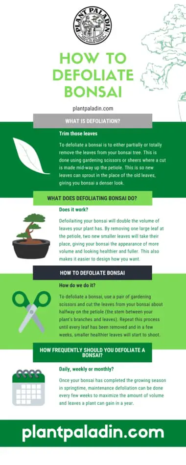 how to defoliate bonsai - infographic