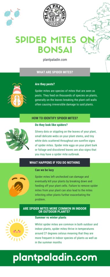 Spider mite on bonsai infographic