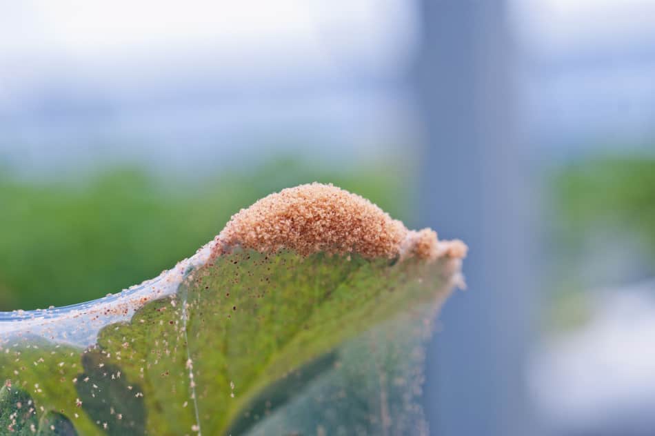 Spider mite on bonsai