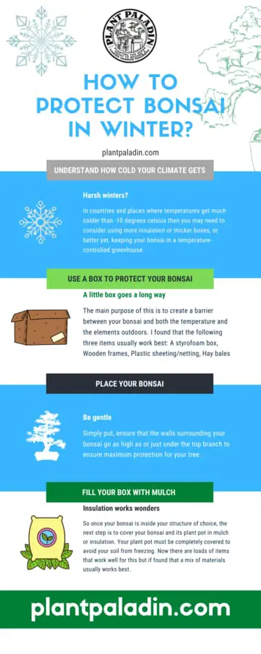 How To Protect Bonsai In Winter infographic