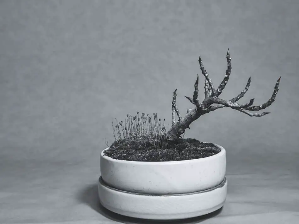 How To Protect Bonsai In Winter