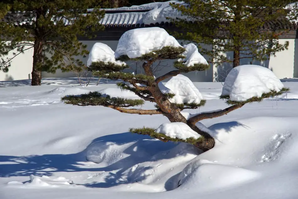 Bonsai Cold Frames