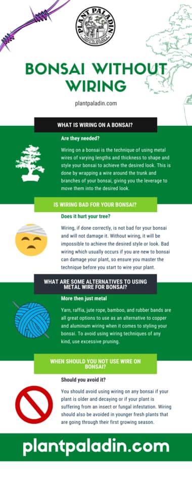 Bonsai without wiring infographic