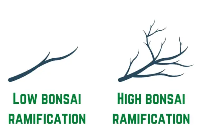low bonsai ramification vs high bonsai ramification