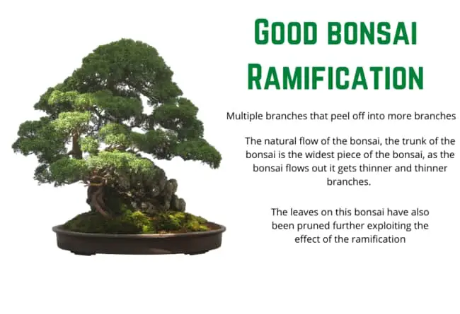 Good bonsai ramification