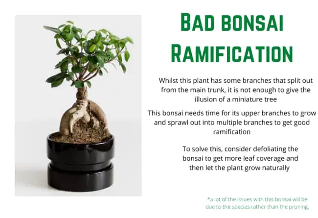 bad bonsai ramification