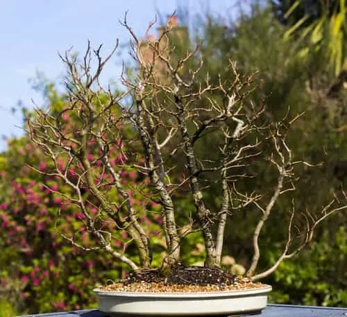 bonsai with great ramification