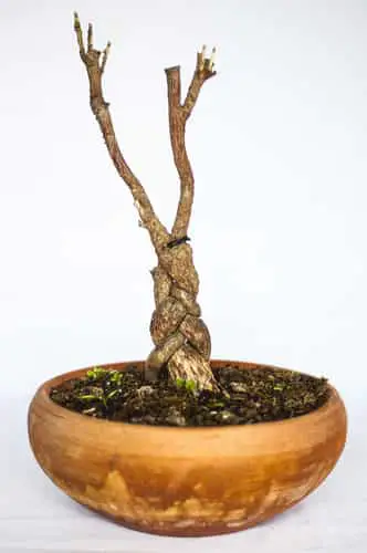bonsai with poor ramification