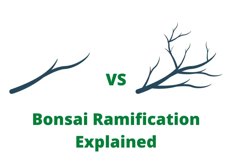 bonsai ramification