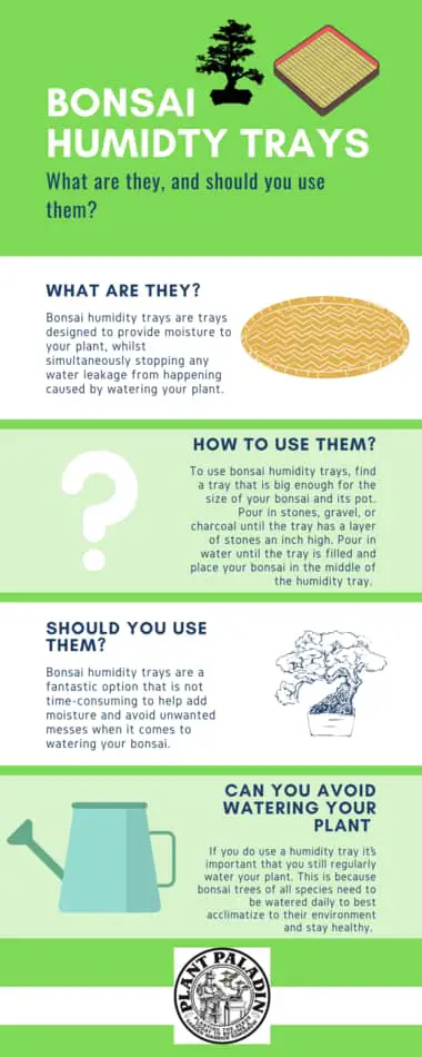 How to use bonsai humidity trays in the right way - infographic