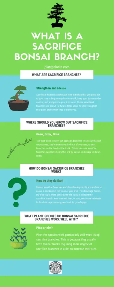 What is a sacrifice bonsai branch infographic