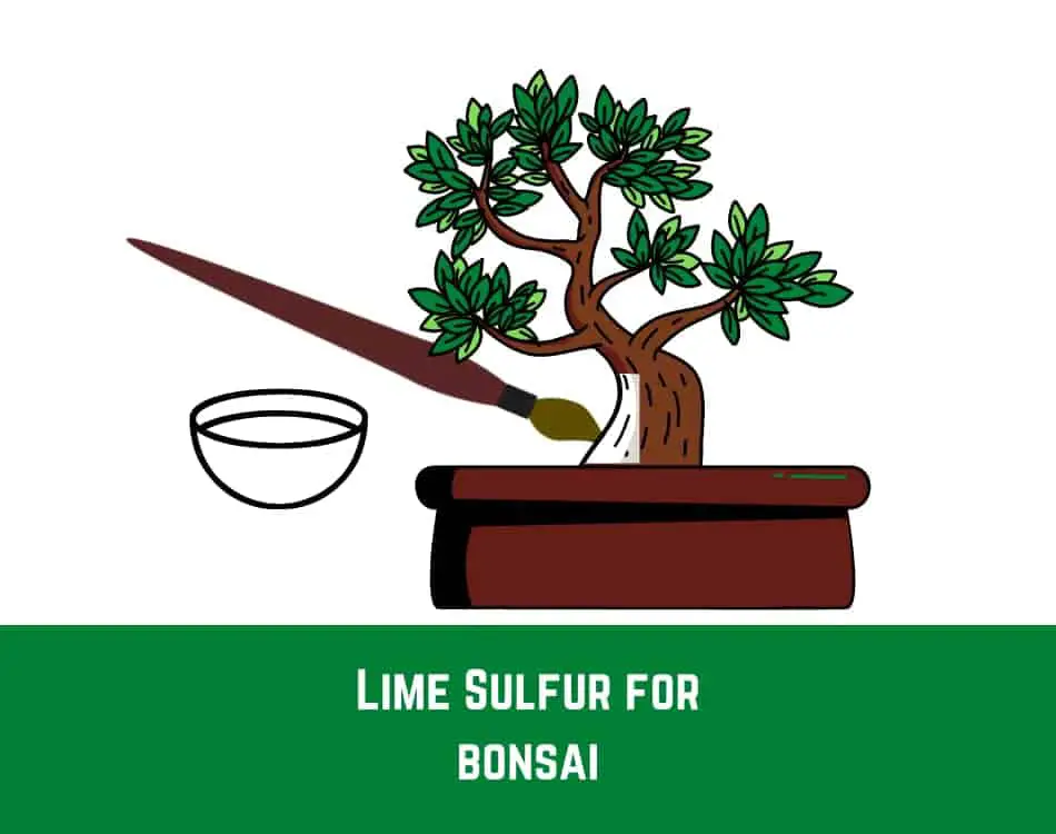 Lime sulfur bonsai 