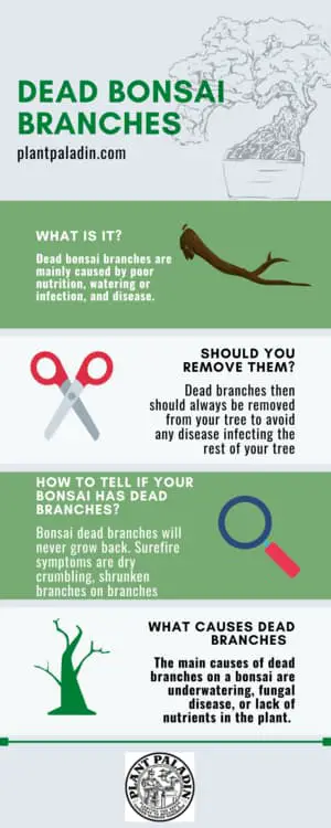 dead bonsai branches infographic