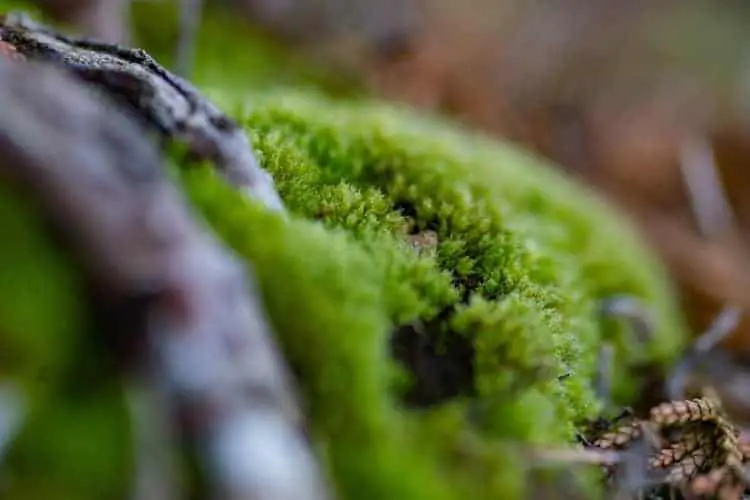 Moss on bonsai trunk