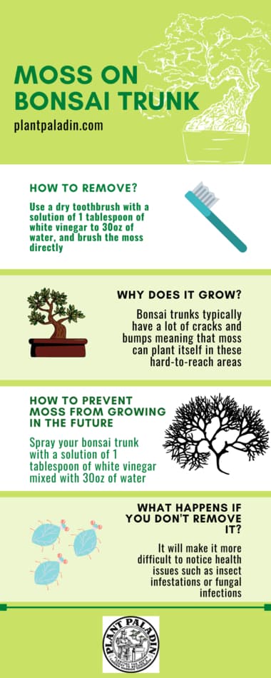moss on bonsai infographic