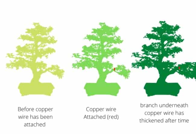 Bonsai tourniquets explained