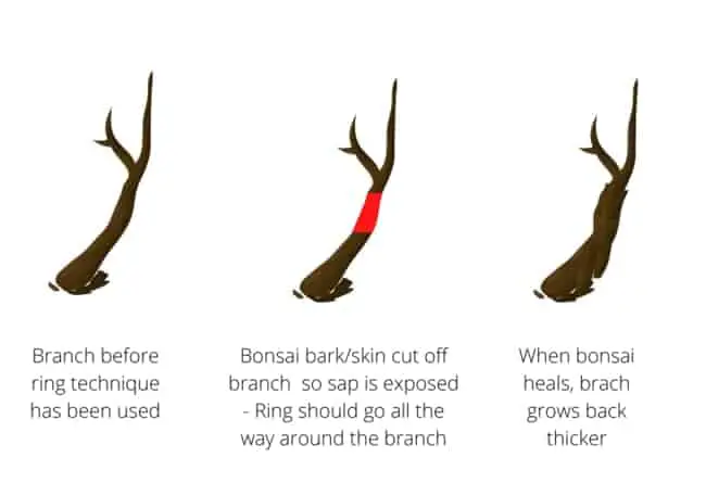 bonsai ring method explained