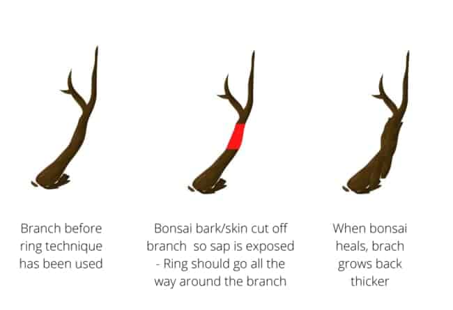 bonsai ring method explained