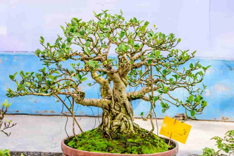 How to thicken bonsai branches