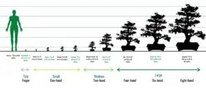 How Big Do Bonsai Trees Get? (Growth chart and timeline) - Plant Paladin