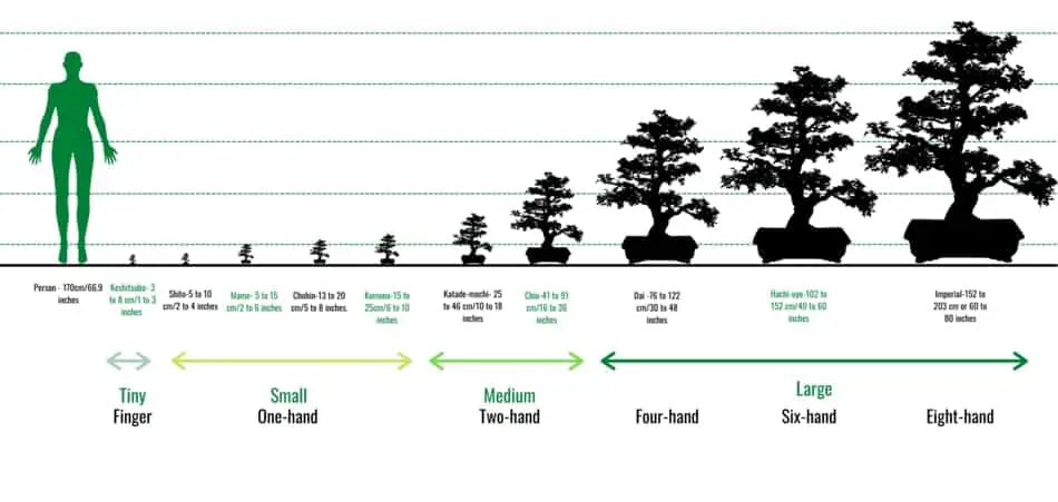 bonsai size classification
