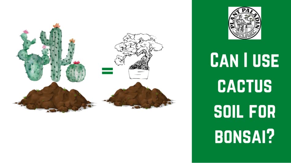 Can I Use Cactus Soil For Bonsai? 