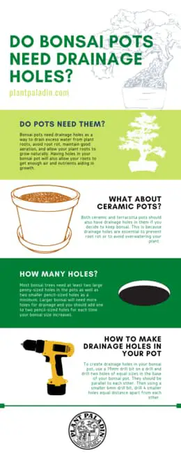 Do bonsai pots need drainage holes infographic