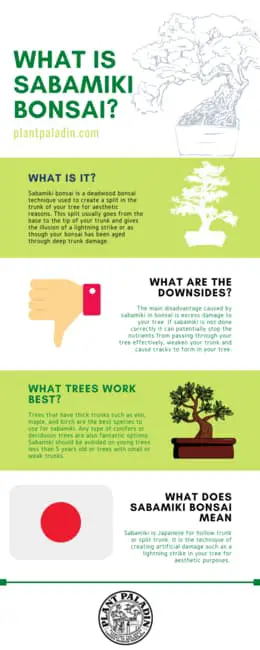 What is sabamiki bonsai - infographic
