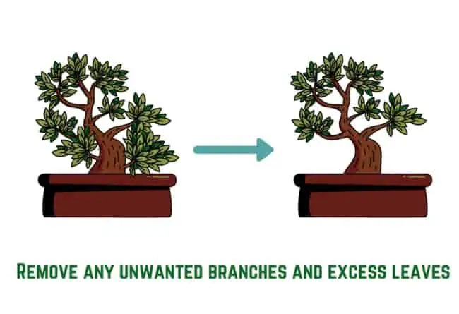 remove bonsai leaves