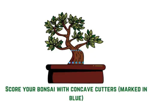 score your bonsai