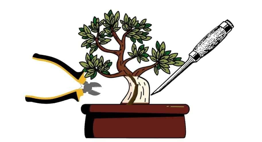 What is Sabamiki Bonsai? 