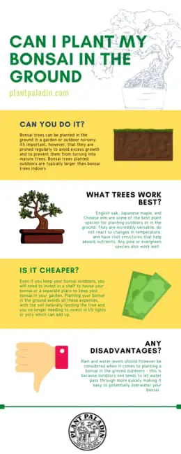 can you plant your bonsai in the ground - infographic