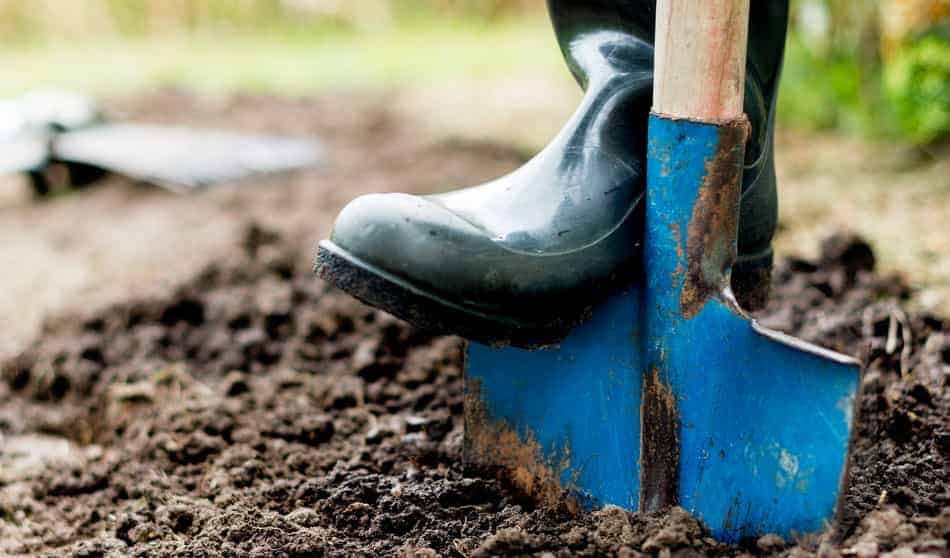 Can You Plant A Bonsai Tree In The Ground? 