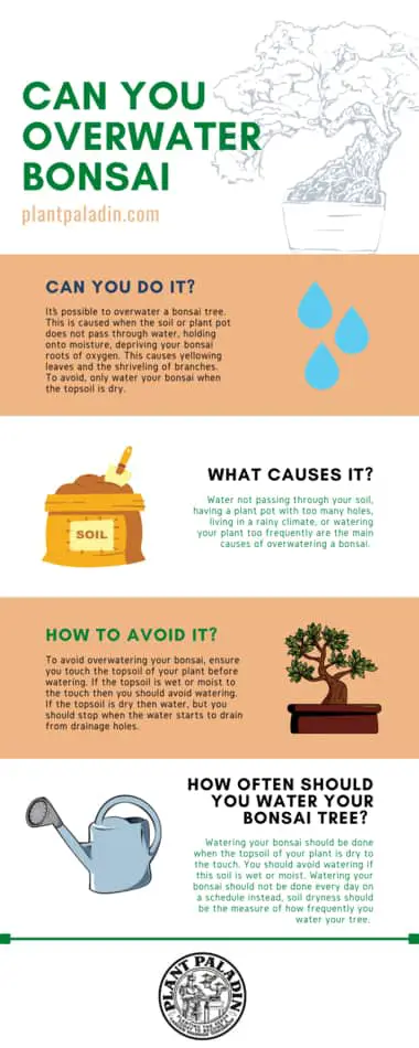 Can you overwater bonsai - infographic