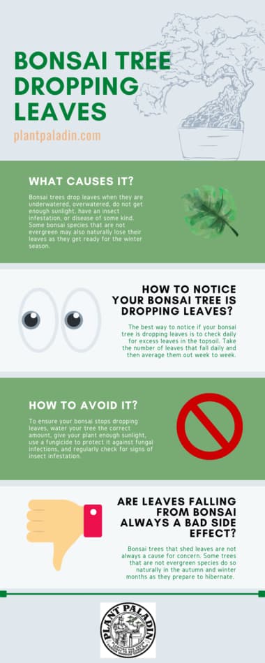 bonsai tree dropping leaves infographic