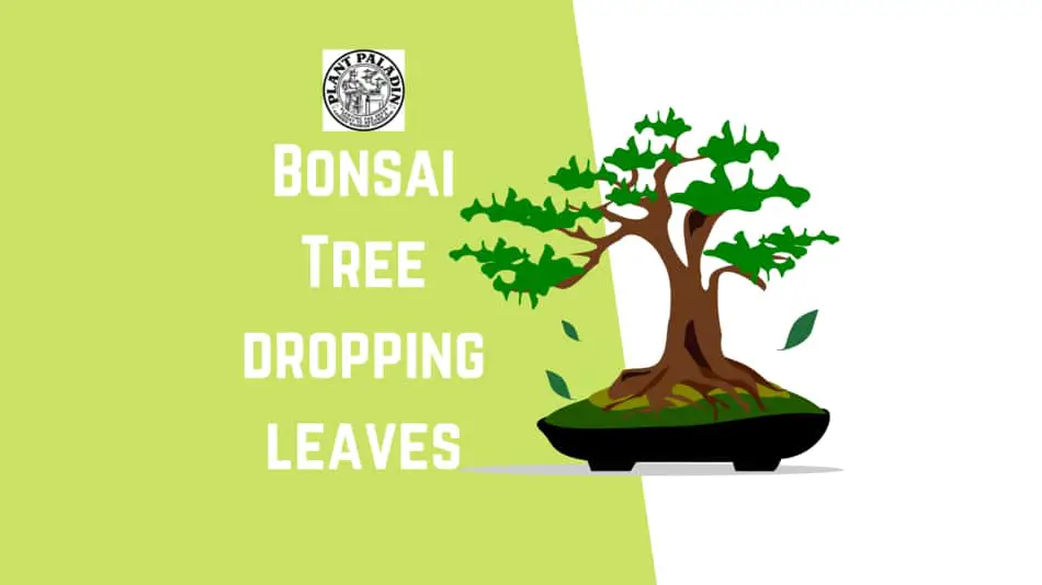 bonsai tree dropping leaves