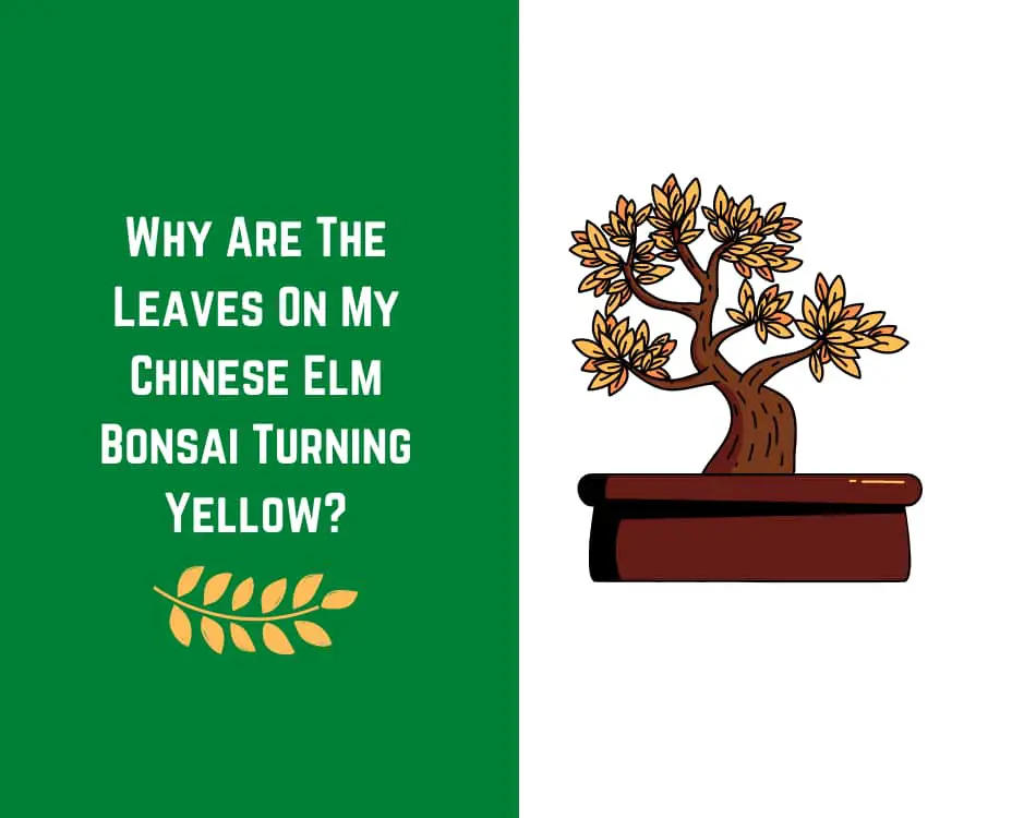 Chinese elm bonsai yellow leaves