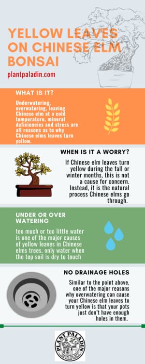 Chinese elm yellow leaf infographic