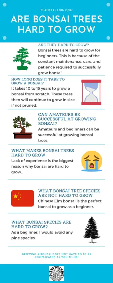 Are bonsai trees hard to grow - infographic